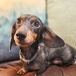 Tart - Dachshund