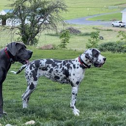Roo - Great Dane