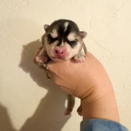 3 - Gray and white female Pomsky puppy in La Verne, California from Red Cedar Pomskies