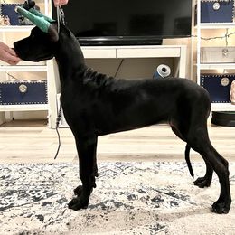 Great Dane Puppies from Dragon House Danes