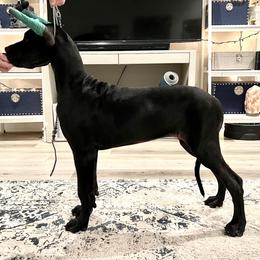 Great Dane Puppies from Dragon House Danes