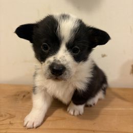 American Corgi and Australian Shepherd Puppies from KC Bar
