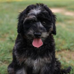 Aussiedoodle and Cavapoo Puppies from Blue Diamond Puppies