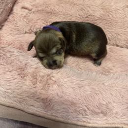 Rhythm ( purple collar ) - Liver female Miniature Schnauzer puppy in Chicago, Illinois from Cuddly Cutts Pets