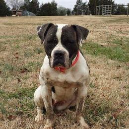 American Bulldog All Grown Up from King Ranch Kennels