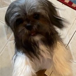 Shih Tzus from Blanca's Shih Tzus