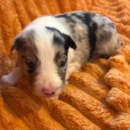 Trix - Blue merle male Border Collie puppy in Mckinney, Texas from Border Collies of Ruidoso