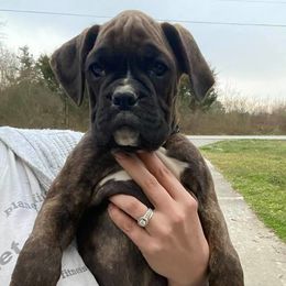 Boxer Puppies from von Ascalon