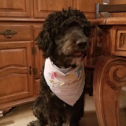 Basil - Phantom male Bernedoodle puppy in Mesa, Arizona from Cookies and Cream Doodles