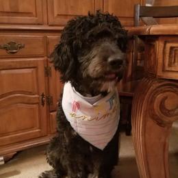 Basil - Phantom male Bernedoodle puppy in Mesa, Arizona from Cookies and Cream Doodles