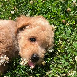 Poodle puppies from Babbling Clear Brook Puppies