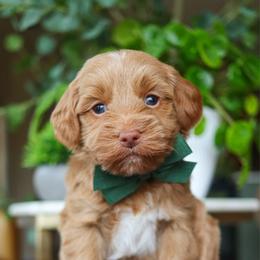 Bumble - Red  male Goldendoodle puppy in Salado, Texas from Red Ranch Dogs