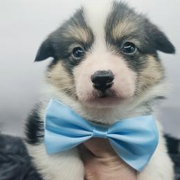 Smore - boy - 7th born - White and black male Pembroke Welsh Corgi puppy in Tomball, Texas from Larsen Loved Corgis