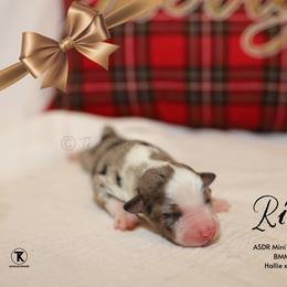 BMM - Blue merle male Miniature Australian Shepherd puppy in Nacogdoches, Texas from TK Standard, Mini, & Toy Aussies