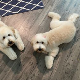 Goldendoodle All Grown Up from Fairfax Farms