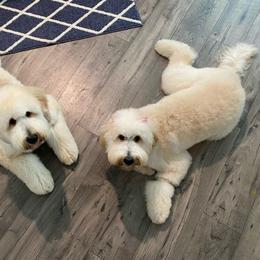 Goldendoodle All Grown Up from Fairfax Farms