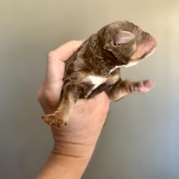 Bernedoodle, Poodle, and Saint Berdoodle Puppies from Remington Kennels, LLC