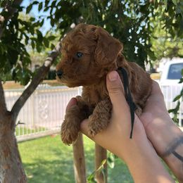 MudBud - Red  male Poodle puppy in Bakersfield, California from Underground kennels