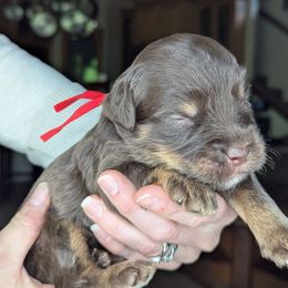 Red Boy - Brown male Whoodle puppy in Kalispell, Montana from Countryman Whoodles