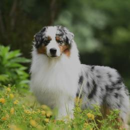 Traveler - Australian Shepherd
