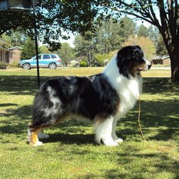 Australian Shepherd and Nova Scotia Duck Tolling Retriever All Grown Up from Tanglewood Tollers and Aussies