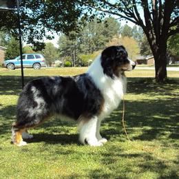 Australian Shepherd and Nova Scotia Duck Tolling Retriever All Grown Up from Tanglewood Tollers and Aussies