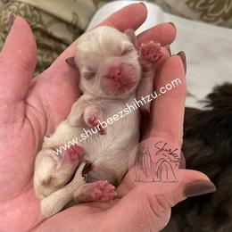 Shih Tzu Puppies from Shurbeez Shih Tzu