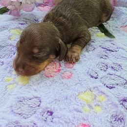 Peanut Butter - Chocolate and tan female Dachshund puppy in Bergen, New York from T. Rex Doxies & Friends
