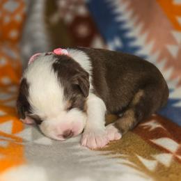 Cider - Red tri-color female Australian Shepherd puppy in Russellville, Kentucky from Page Family Homestead