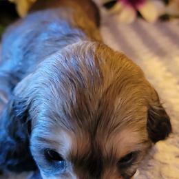 Dachshund Puppies from CLARK'S BREEDING PROGRAM