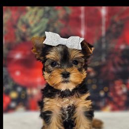 Emma - Blue and gold female Yorkshire Terrier puppy in Monticello, Iowa from Ashley’s Puppies
