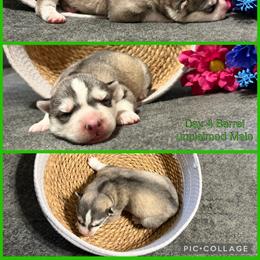 Barrel - Gray and white male Siberian Husky puppy in Canton, Ohio from Bleu Skies Siberian Huskies