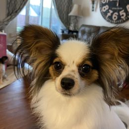 Clara - Papillon