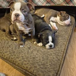 Boston Terrier Puppies from Broadus Boston Terriers