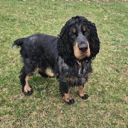 Skye - English Springer Spaniel