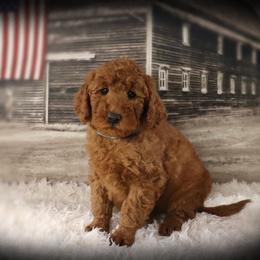 Shimmer - Red  female Poodle puppy in Benton, Illinois from Red Barn Moyen Poodles