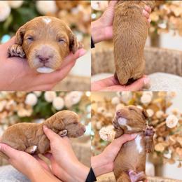 Raver boy - Apricot male Cavapoo puppy in Yuciapa, California from AlltheDoodlez_