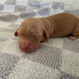 Tina - Cream female Dachshund puppy in Stillwater, Oklahoma from Shade Tree Dachshunds