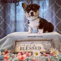 American Corgi and Pembroke Welsh Corgi Puppies from Weatherby’s Corgis