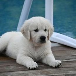 Golden Retriever Puppies from Smokey Mountain English Goldens