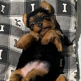 Girl 2 - Blue and tan female Australian Terrier puppy in Peoria, Illinois from Djinda Australian Terriers