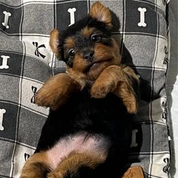 Girl 2 - Blue and tan female Australian Terrier puppy in Peoria, Illinois from Djinda Australian Terriers