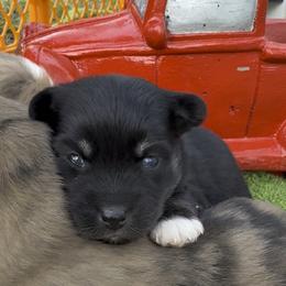 Roxie - Black female Pomsky puppy in Spring Hill, Florida from PDQ Pomskies