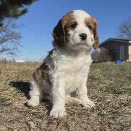 Frosty the Snow Man - Blenheim male Cavapoo puppy in Mapleton, Illinois from Gardner Lane Puppies