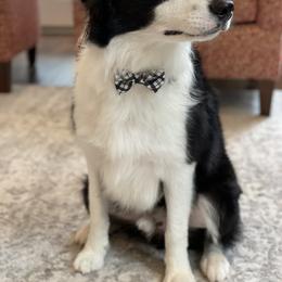 Border Collie Puppies from Ferguson Border Collies