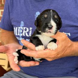 Sparky - Tri-color male Bernedoodle puppy in Ferguson, North Carolina from Elevated Standards NC