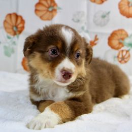 Aspen - Red tri female Toy Australian Shepherd puppy in Bauxite, Arkansas from J and B Mini Aussies