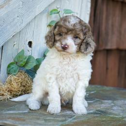 Copper - Red and white male Cockapoo puppy in Seattle, Washington from Sweet Home Doodles