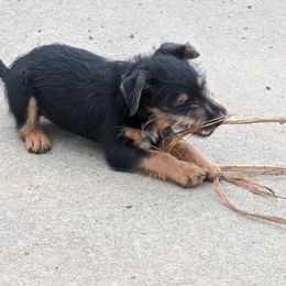 Jagdterrier Puppies from Oregon Jagdterrier