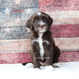 Ginger - Chocolate female Australian Labradoodle puppy in Hurricane, Utah from Red Desert Doodles